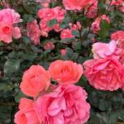 ヒメ日記 2025/07/06 12:09 投稿 あまね 待ちナビ