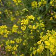 ヒメ日記 2026/04/15 08:25 投稿 あまね 待ちナビ