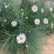 ヒメ日記 2025/06/28 12:24 投稿 さきほ☆完全未経験 JKサークル