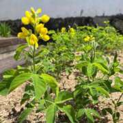 ヒメ日記 2025/06/29 19:18 投稿 さきほ☆完全未経験 JKサークル