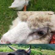 ヒメ日記 2025/06/30 15:17 投稿 めぐ ウルトラハピネス