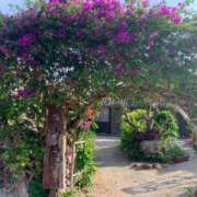 ヒメ日記 2025/08/29 08:19 投稿 めぐ ウルトラハピネス