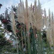 ヒメ日記 2025/10/01 08:09 投稿 めぐ ウルトラハピネス