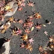 ヒメ日記 2025/11/29 15:10 投稿 めぐ ウルトラハピネス