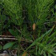 ヒメ日記 2026/03/29 15:49 投稿 めぐ ウルトラハピネス