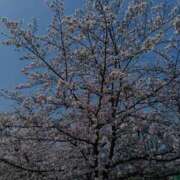 ヒメ日記 2026/03/31 19:15 投稿 めぐ ウルトラハピネス