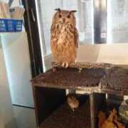 ヒメ日記 2026/04/03 22:16 投稿 まゆ スピードエコ梅田店