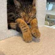 ヒメ日記 2026/04/14 20:56 投稿 まゆ スピードエコ梅田店