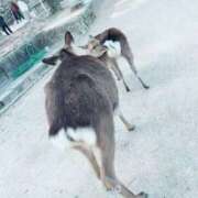 ヒメ日記 2026/04/19 20:36 投稿 まゆ スピードエコ梅田店