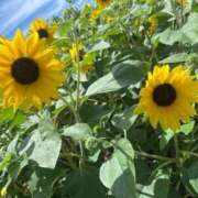 ヒメ日記 2025/07/20 15:42 投稿 Haru【ハル】 Club Lumine(中津)