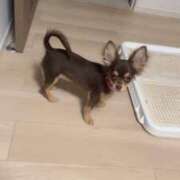 ヒメ日記 2025/07/20 22:02 投稿 Haru【ハル】 Club Lumine(中津)