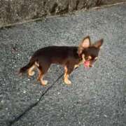 ヒメ日記 2025/08/21 05:11 投稿 Haru【ハル】 Club Lumine(中津)