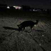 ヒメ日記 2025/10/10 05:19 投稿 Haru【ハル】 Club Lumine(中津)