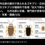 ヒメ日記 2025/10/13 23:00 投稿 Haru【ハル】 Club Lumine(中津)