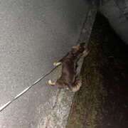 ヒメ日記 2025/10/16 05:16 投稿 Haru【ハル】 Club Lumine(中津)