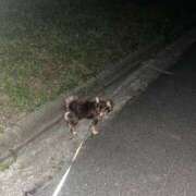 ヒメ日記 2025/10/21 05:42 投稿 Haru【ハル】 Club Lumine(中津)