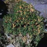 ヒメ日記 2025/11/05 04:35 投稿 Haru【ハル】 Club Lumine(中津)