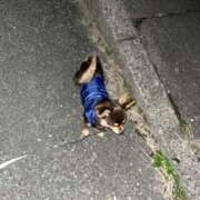 ヒメ日記 2025/12/26 23:01 投稿 Haru【ハル】 Club Lumine(中津)