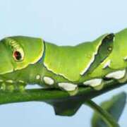 ヒメ日記 2026/01/12 05:29 投稿 Haru【ハル】 Club Lumine(中津)