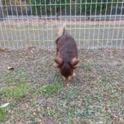 ヒメ日記 2026/01/29 12:04 投稿 Haru【ハル】 Club Lumine(中津)