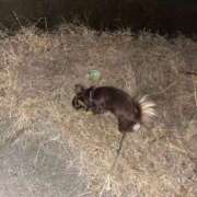 ヒメ日記 2026/02/13 06:04 投稿 Haru【ハル】 Club Lumine(中津)