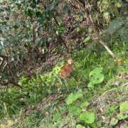 ヒメ日記 2026/03/09 15:02 投稿 Haru【ハル】 Club Lumine(中津)