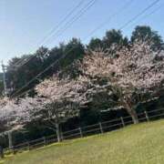 ヒメ日記 2026/03/31 10:31 投稿 Haru【ハル】 Club Lumine(中津)