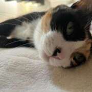 ヒメ日記 2026/07/12 07:58 投稿 Haru【ハル】 Club Lumine(中津)