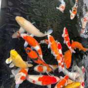 ヒメ日記 2026/02/19 18:43 投稿 Ai【あい】 Club Lumine(中津)