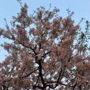 ヒメ日記 2026/04/03 08:02 投稿 善空【そら】 Club Lumine(中津)