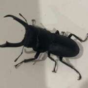 ヒメ日記 2025/09/03 15:00 投稿 加恋【かれん】 La Rouge(中津)