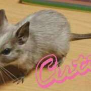 ヒメ日記 2026/01/15 13:30 投稿 加恋【かれん】 La Rouge(中津)