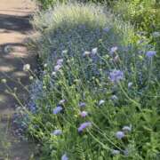 ヒメ日記 2025/06/12 22:48 投稿 内山歩美(あゆみ) 東京不倫～とうきょうふりん～