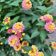 ヒメ日記 2025/06/15 10:20 投稿 内山歩美(あゆみ) 東京不倫～とうきょうふりん～