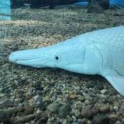 ヒメ日記 2025/06/16 09:28 投稿 内山歩美(あゆみ) 東京不倫～とうきょうふりん～