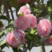 ヒメ日記 2025/06/19 12:38 投稿 内山歩美(あゆみ) 東京不倫～とうきょうふりん～