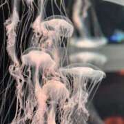 ヒメ日記 2025/06/30 23:58 投稿 内山歩美(あゆみ) 東京不倫～とうきょうふりん～