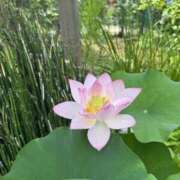 ヒメ日記 2025/07/02 17:38 投稿 内山歩美(あゆみ) 東京不倫～とうきょうふりん～