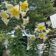 ヒメ日記 2025/07/03 11:28 投稿 内山歩美(あゆみ) 東京不倫～とうきょうふりん～