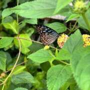 ヒメ日記 2025/07/08 12:28 投稿 内山歩美(あゆみ) 東京不倫～とうきょうふりん～