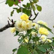 ヒメ日記 2025/07/10 12:08 投稿 内山歩美(あゆみ) 東京不倫～とうきょうふりん～