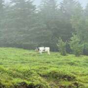 ヒメ日記 2025/07/10 17:30 投稿 内山歩美(あゆみ) 東京不倫～とうきょうふりん～