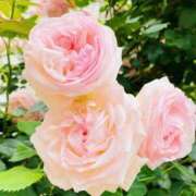 ヒメ日記 2025/07/12 00:28 投稿 内山歩美(あゆみ) 東京不倫～とうきょうふりん～