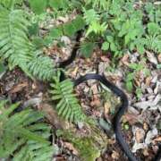 ヒメ日記 2025/09/25 21:38 投稿 内山歩美(あゆみ) 東京不倫～とうきょうふりん～