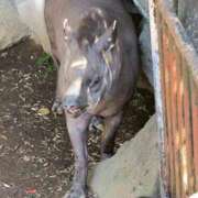 ヒメ日記 2025/10/01 23:38 投稿 内山歩美(あゆみ) 東京不倫～とうきょうふりん～