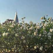 ヒメ日記 2025/11/17 23:38 投稿 内山歩美(あゆみ) 東京不倫～とうきょうふりん～