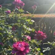 ヒメ日記 2025/11/20 22:38 投稿 内山歩美(あゆみ) 東京不倫～とうきょうふりん～