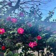 ヒメ日記 2026/01/07 23:08 投稿 内山歩美(あゆみ) 東京不倫～とうきょうふりん～