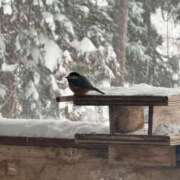 ヒメ日記 2026/01/28 23:08 投稿 内山歩美(あゆみ) 東京不倫～とうきょうふりん～