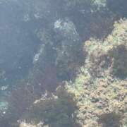 ヒメ日記 2026/03/21 22:48 投稿 内山歩美(あゆみ) 東京不倫～とうきょうふりん～